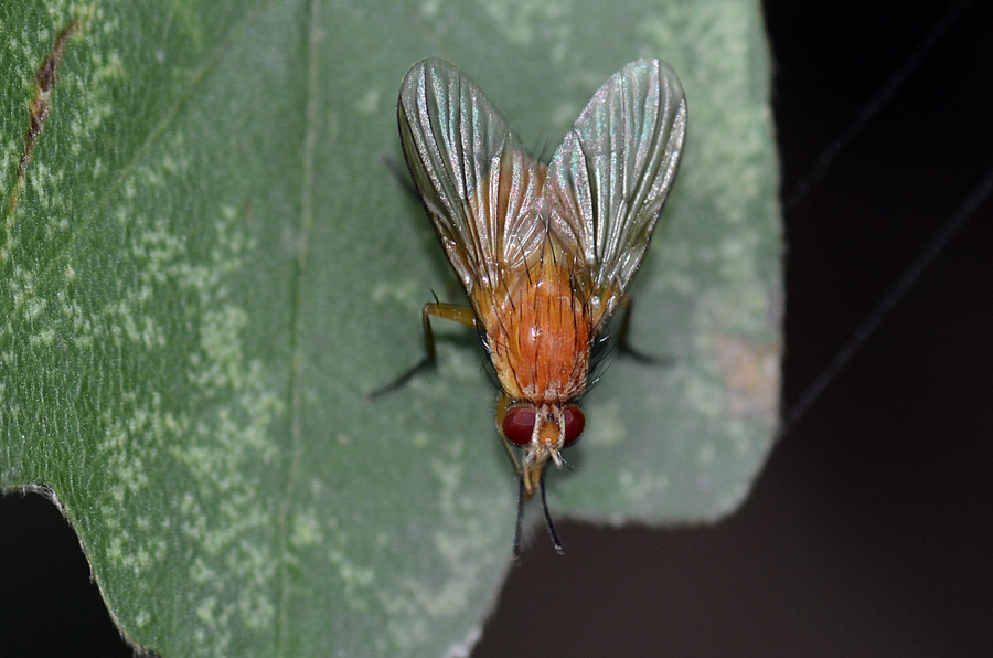 Phaonia pallida, Muscidae